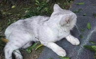 猫坠楼是不是挡灾
