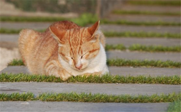 印尼猫品种有什么猫