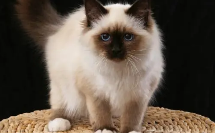 伯曼猫多少钱 伯曼猫好养吗 伯曼猫多少钱 伯曼猫好养吗