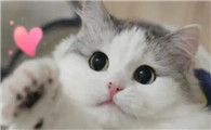 猫最便宜多少钱一只