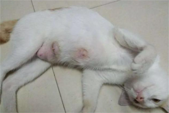 猫有几个奶点 猫有几个奶点