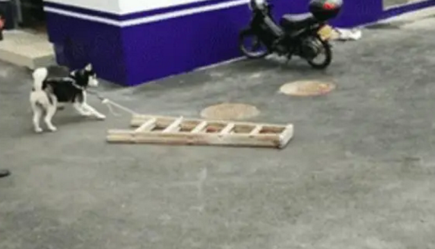 想把哈士奇训练成工作犬,可它如今的潜质,怕是一辈子都没希望了 想把哈士奇训练成工作犬,可它如今的潜质,怕是一辈子都没希望了