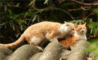 猫怎么繁殖的图片