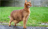 猫原始袋和腹水的区别