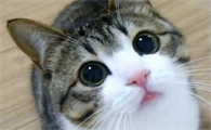 男生说喜欢我的猫
