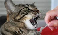 为什么会被猫咬
