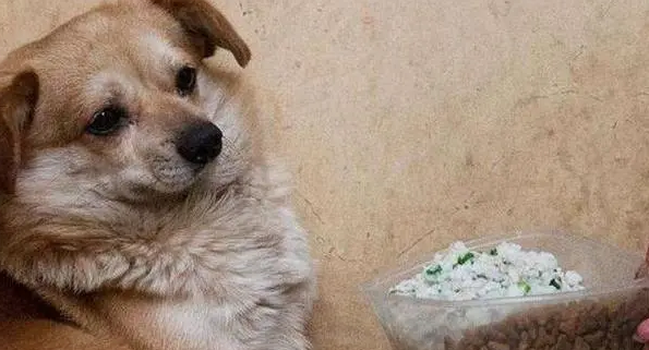 狗能不能吃盐 狗能不能吃盐