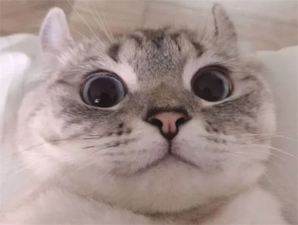 用猫做微信头像好不好 用猫做微信头像好不好