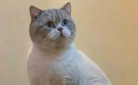 欧洲猫品种大全