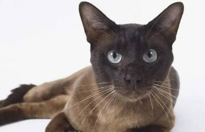 东奇尼猫和暹罗猫区别
