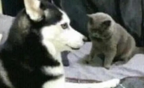哈士奇被猫打了一巴掌,但二哈不敢惹猫咪,于是把目光投向了主人 哈士奇被猫打了一巴掌,但二哈不敢惹猫咪,于是把目光投向了主人