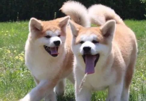 西巴犬和秋田犬哪个好养