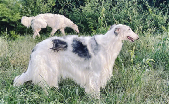苏俄猎狼犬养殖基地