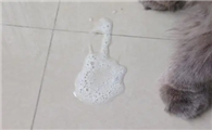 猫一直吐白色的粘液和白沫