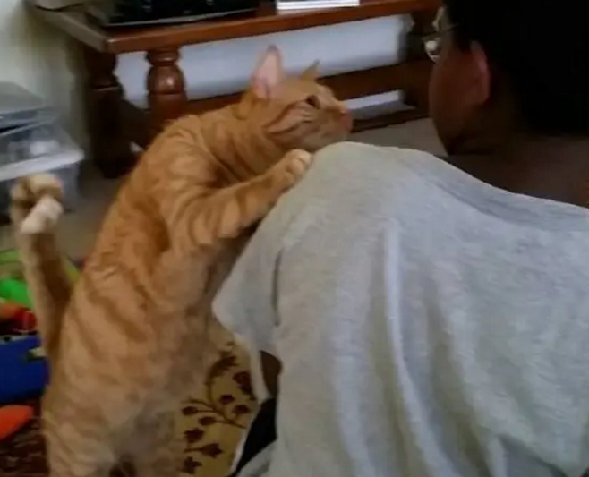 猫咪第一次看见黑人,橘猫像发现外星人一样,一直盯着黑人看 猫咪第一次看见黑人,橘猫像发现外星人一样,一直盯着黑人看