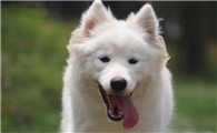 日本狐狸犬和银狐犬的区别