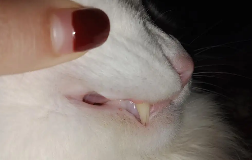 猫嘴巴溃疡怎么办