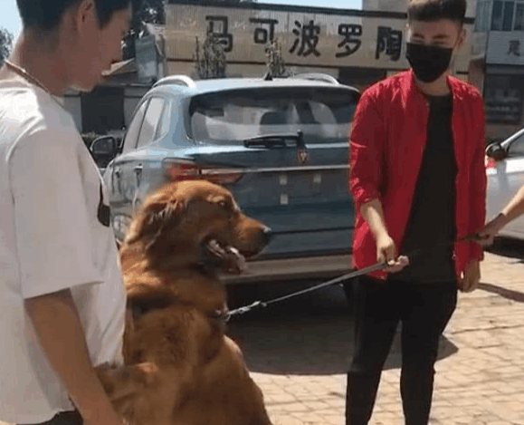 狠心主人欲将金毛送人,随后狗狗的反应让人泪目! 狠心主人欲将金毛送人,随后狗狗的反应让人泪目!