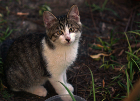 女子将宠物猫遗弃绿化带