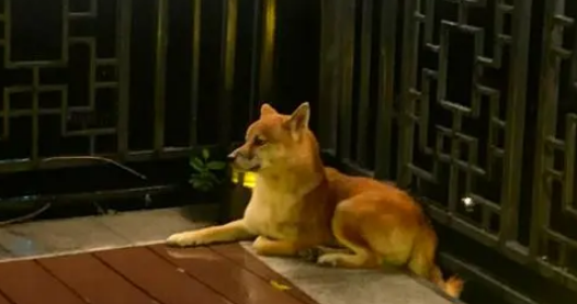 受伤柴犬流浪街头,走丢5天后,主人却被蒙在鼓里,家人没告诉他 受伤柴犬流浪街头,走丢5天后,主人却被蒙在鼓里,家人没告诉他