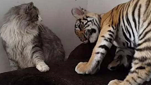 猫与老虎的区别 猫与老虎的区别