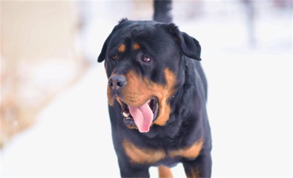 卡斯特罗犬与罗纳威犬的区别 卡斯特罗犬与罗纳威犬的区别