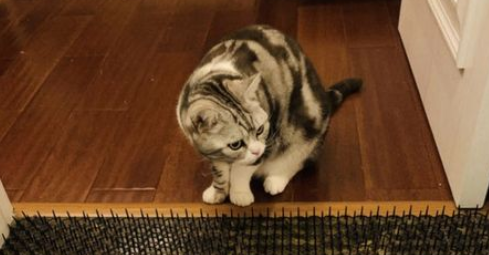驱猫最有效的方法室外