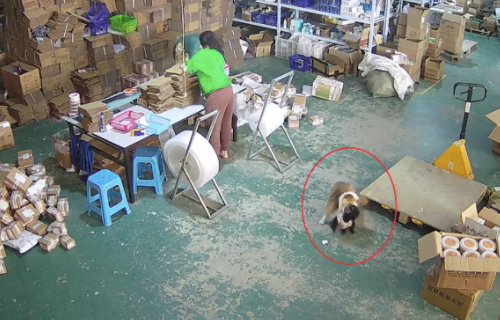 家里的泰迪被柯基欺负后，猫咪赶回家上去就干，也太仗义了吧！