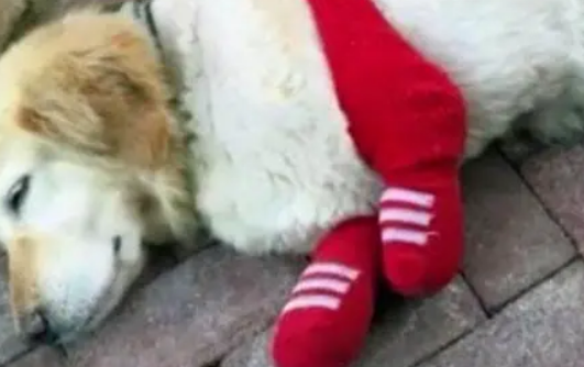 狗狗趁主人不注意，偷吃了块肉，得到的惩罚是打断四肢并丢弃！