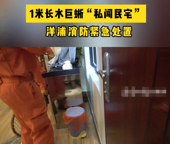 海南一居民家中出现五爪金龙:经鉴定 该动物为水巨蜥 海南一居民家中出现五爪金龙:经鉴定 该动物为水巨蜥