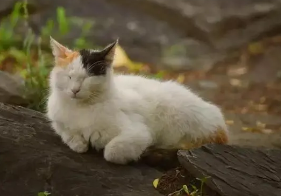 猫在易经中寓意什么