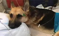 犬胰腺炎是什么原因引起的