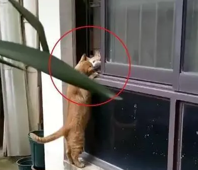流浪猫爬窗和家猫约会,隔着窗台亲亲,网友:真刺激单身狗 流浪猫爬窗和家猫约会,隔着窗台亲亲,网友:真刺激单身狗