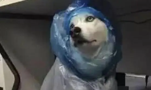 主人给哈士奇做了一件雨衣,结果二哈却嫌丑,一脸嫌弃 主人给哈士奇做了一件雨衣,结果二哈却嫌丑,一脸嫌弃
