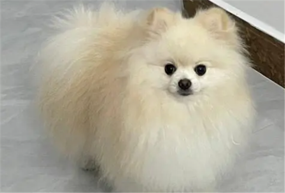博美犬怎么看纯不纯?教你用眼睛辨别 博美犬怎么看纯不纯?教你用眼睛辨别