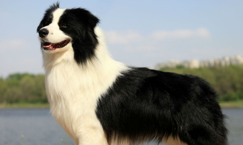 边境牧羊犬怎么看纯不纯 从幼犬到品相为你解惑