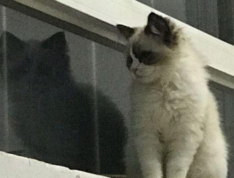 晚上残忍把猫关阳台 晚上残忍把猫关阳台