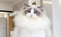 猫有什么品种