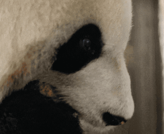 大熊猫年老后外貌会有什么变化?|大熊猫的退休生活 大熊猫年老后外貌会有什么变化?|大熊猫的退休生活