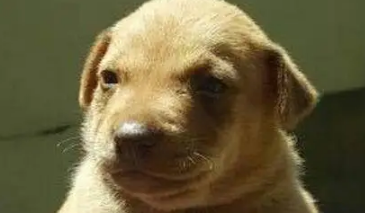 流浪狗一直犬吠,引领人来到树洞,看清里面的东西后令人泪如雨下 流浪狗一直犬吠,引领人来到树洞,看清里面的东西后令人泪如雨下