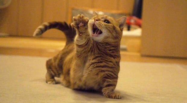 小猫边跑边撒娇似的叫 小猫边跑边撒娇似的叫