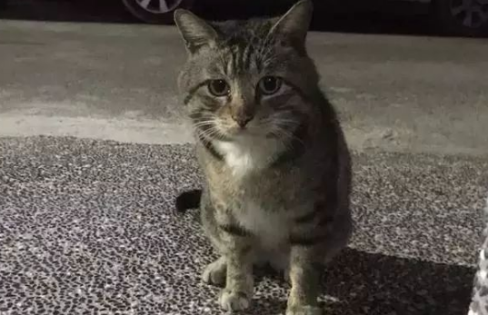 网友和2万粉丝想办法收养流浪猫,一个月都没成功,反而被它耍了 网友和2万粉丝想办法收养流浪猫,一个月都没成功,反而被它耍了