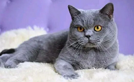 猫在家里凭空消失怎么找到