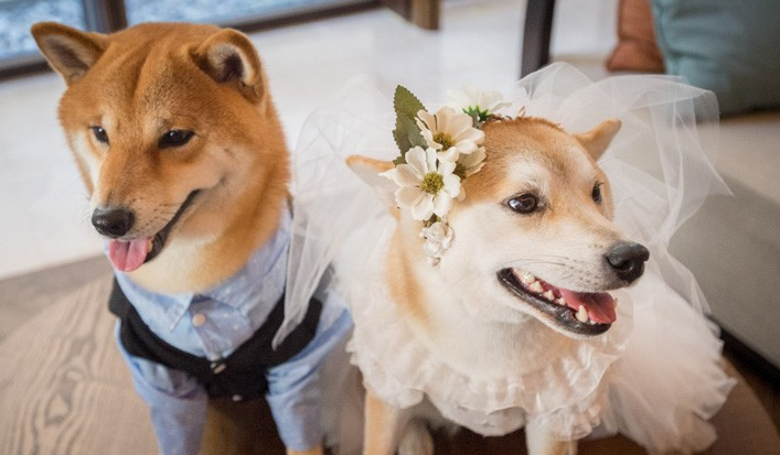 结婚可以带狗狗参加婚礼吗 结婚可以带狗狗参加婚礼吗