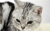猫在床上拉屎怎么办