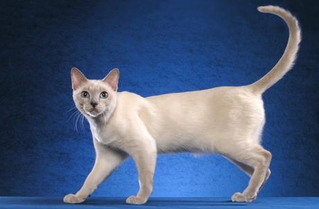 东奇尼猫的价位是多少钱