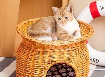 夏季猫窝推荐