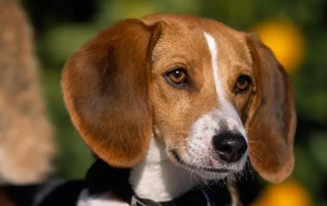 猎狐犬多少钱一只
