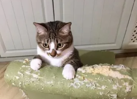 我曾以为养只猫是这样,然而现实却是那样,说多了都是泪 我曾以为养只猫是这样,然而现实却是那样,说多了都是泪