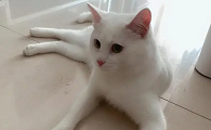 小公猫伸出红色的小尖尖